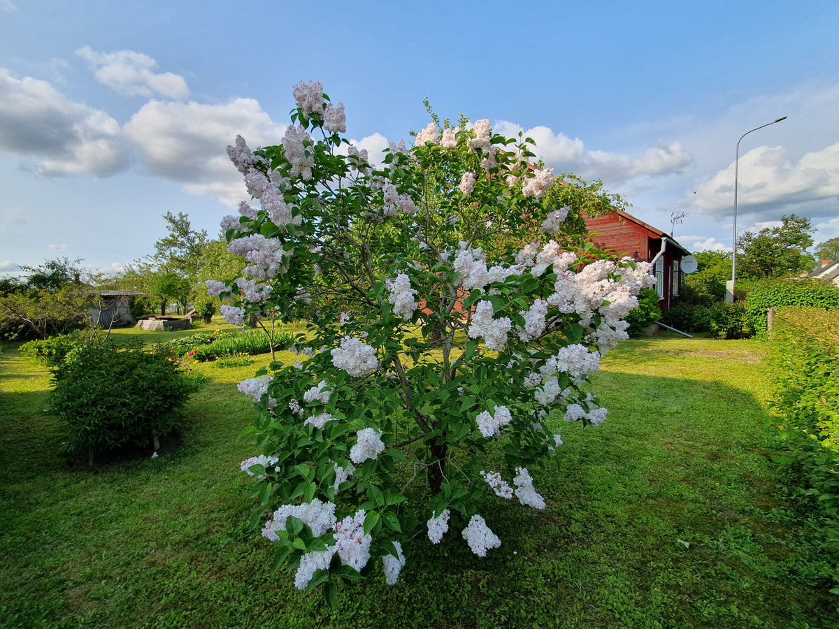Kandava, Uzvaras iela 25