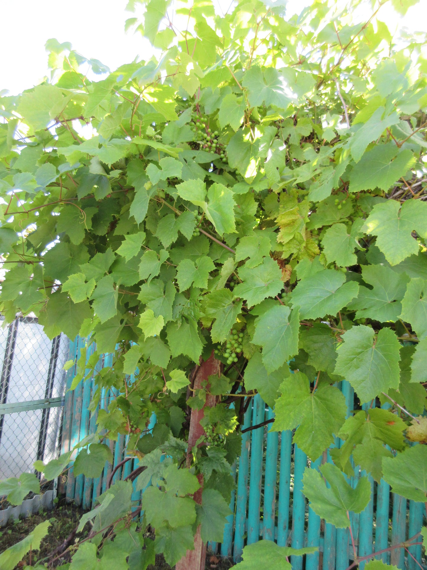 Ventspils nov., Akmeņdziras, Augļu iela 141